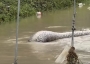 Snake in Thailand floods